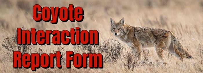 Coyote Interaction Report Form