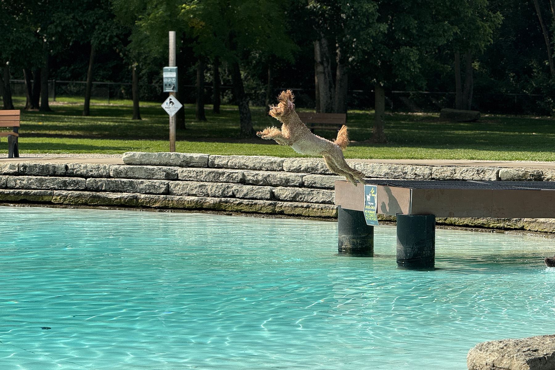 Dog leaping off a dock into a clear water pond at a dog park.